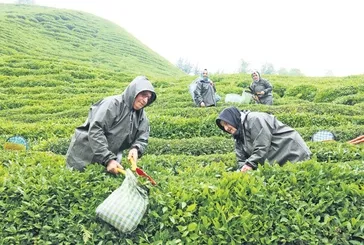 Rize'de yaş çay üretiminde yeni model: Migros alım güvencesiyle devreye giriyor