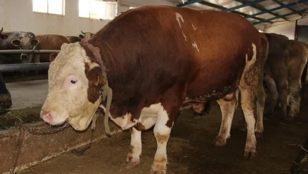 Son dakika haberi: Diyanet İşleri Başkanlığı'ndan flaş Kurban Bayramı açıklaması! İşte kurban kesiminde uyulması gereken kurallar-2