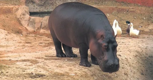 Gaziantep Hayvanat Bahçesi’ndeki 4.5 tonluk 3 dev su aygırı için eş aranmaya başlandı