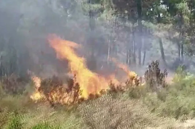 İstanbul'da korkutan orman yangını