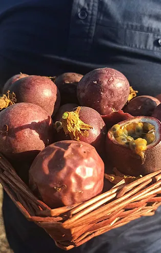 Mersin'de deneme amaçlı çarkıfelek meyvesi eken ziraat mühendisi üretim alanını 20 dönüme çıkardı