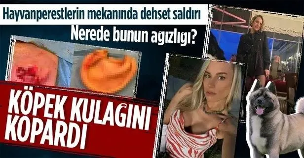 Başkan Erdoğan'dan başıboş sokak sorunuyla ilgili flaş mesaj: Mutlaka çözüme kavuşturacağız-8