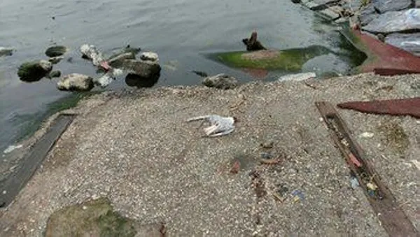 Son dakika: Küçükçekmece Gölü'nde balık ölümlerinin ardından şimdi de martılar ölüyor!-3