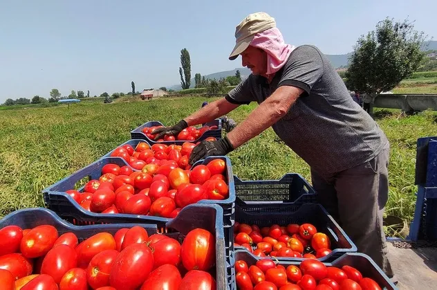 Marketlerin kilosunu 25 liraya sattığı domateste kim ne kadar kazanıyor? İşte vurgunu ifşa eden tablo