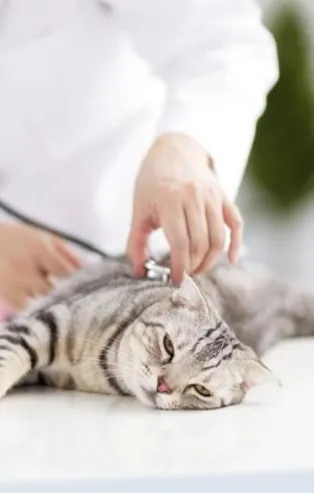 Belçika’da bir kediye koronavirüs bulaştı! Koronavirüs evcil hayvandan geçer mi?