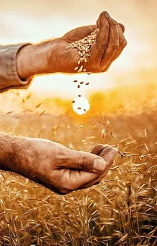 Kuraklıktan etkilenen çiftçilerin kaybını önlemek için eylem planı devrede