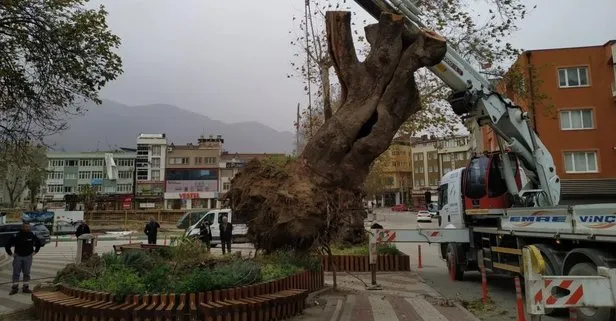 Şiddetli lodos Bursa Kestel’de 270 yıllık çınar ağacını kökünden söktü