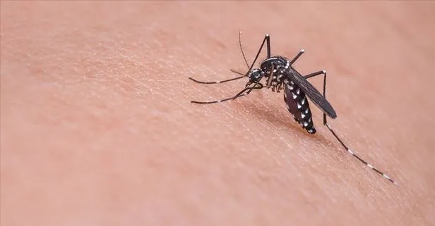 Asya Kaplan Sivrisineği nedir? Asya Kaplan Sivrisineği sokarsa ne olur? Doğal sivrisinek kovucu nasıl yapılır?