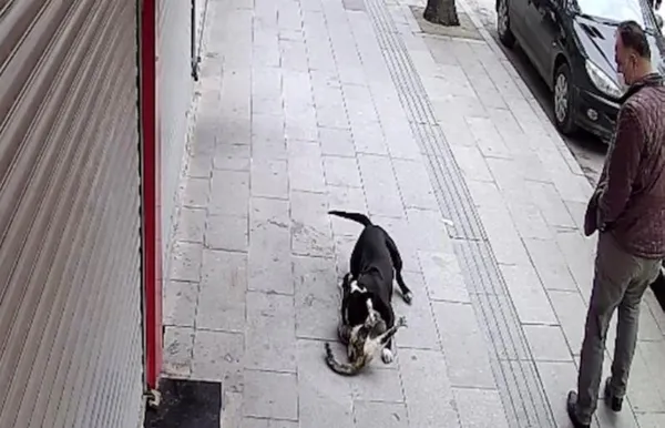 sahipsiz-pitbull-sokak-kedisini-telef-etti-o-anlar-kamerada-1614753140253.jpg Sahipsiz pitbull sokak kedisini telef etti! O anlar kamerada-5
