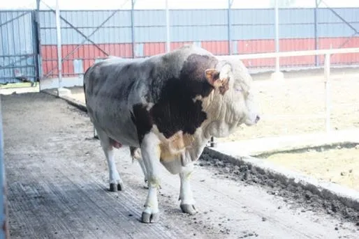 savasi-kazandi-kansere-yakalanan-anne-bebeginin-gucuyle-hayata-sarildi-1686344455440.jpeg Savaşı kazandı! Kansere yakalanan anne bebeğinin gücüyle hayata sarıldı...-3