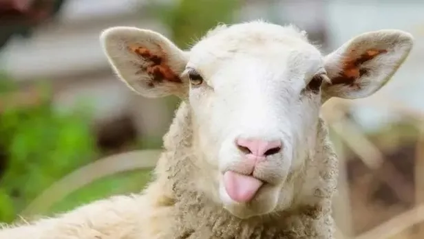 memur-ve-emekli-maaslari-bayramdan-once-yatar-mi-2022-kurban-bayrami-oncesi-memur-maaslari-yatacak-mi-maas-ikr-1655895747640.jpeg 2022 Kurban Bayramı öncesi memur maaşları yatacak mı? Memur ve emekli maaşları bayramdan önce yatar mı? Maaş, ikramiye ödemeleri...-2