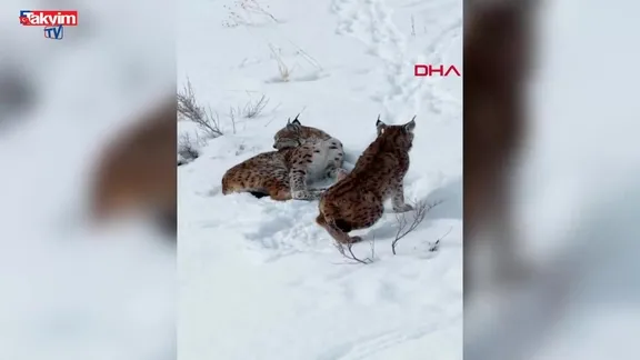 Erzincan'da kar üstündeki vaşaklar görüntülendi