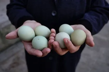 Yeşil yumurtlayan tavuk rekor fiyatla satılıyor