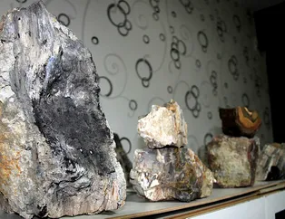 Türkiye’nin en yaşlı ağacı Erzurum’da bulundu! Tam 160 yıllık...