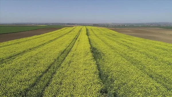biyodizel-uretiminde-ham-madde-olarak-kullanilan-kanolanin-ekim-alani-artiyor-1609399023780.jpg Biyodizel üretiminde ham madde olarak kullanılan kanolanın ekim alanı artıyor-5