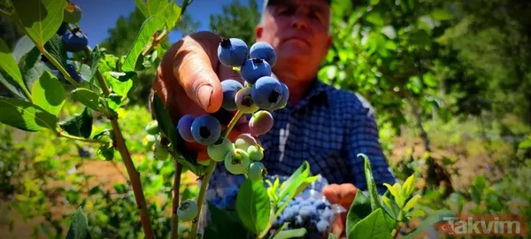 Kilosu 100 lira! Yaban mersinini kuş ve yabani hayvanlardan bomba ve kuş sesleriyle koruyorlar - 6