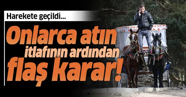 Adalar'da itlaf edilen atların sahiplerine suç duyurusu!