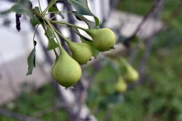 Zayıflatan 27 süper gıda listesi! - 11