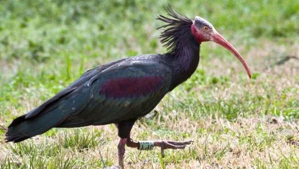 13 Eylül Hadi ipucu sorusu nedir? Kelaynak kuşlarıyla ünlü Birecik ilçesi nerede?-1