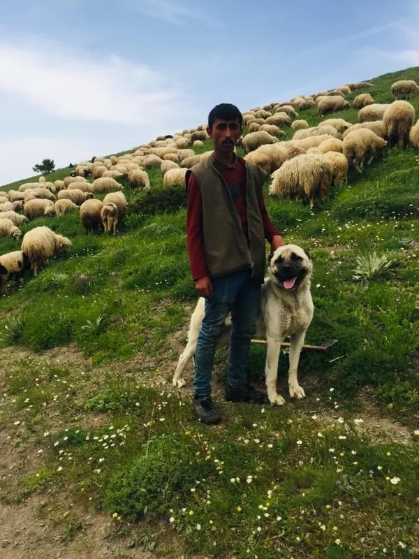 kangal-kopegi-koyun-surusune-yaklasan-ayiyi-kovaladi-1654174734651.jpg