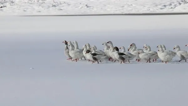 Cumhurbaşkanlığı kararıyla Deniz ve Muğla'daki sit alanları koruma altında! Resmi Gazete'de yayımlandı!-1