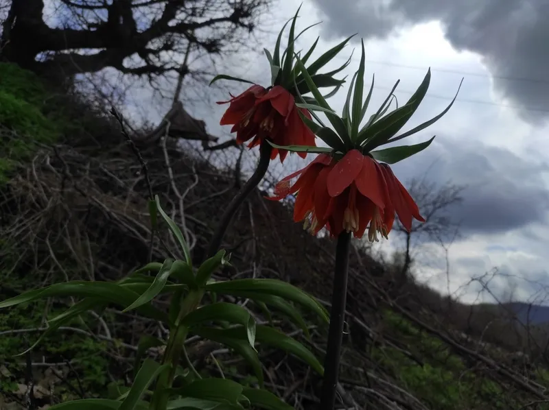 baharin-huzunlu-cicegi-omru-20-gunluk-koparana-700-bin-tl-ceza-1775723059118.jpg Baharın hüzünlü çiçeği: Ömrü 20 günlük koparana 700 bin TL ceza-2