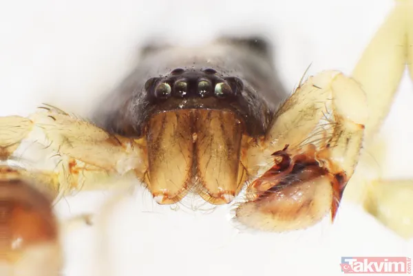 Dünyada sadece Kahramanmaraş'ın Göksun ilçesinde yaşıyor! Yeni keşfedilen örümceğe 'Turkocranum' ismi verildi - 11