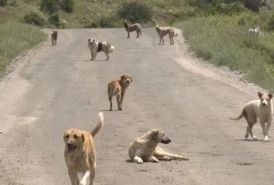 istanbulda-basibos-pitbull-dehseti-yasli-adamin-ayagini-parcaladi-sokak-kan-golune-dondu-1692984274175.jpeg İstanbul'da başıboş pitbull dehşeti! Yaşlı adamın ayağını parçaladı: Sokak kan gölüne döndü-13