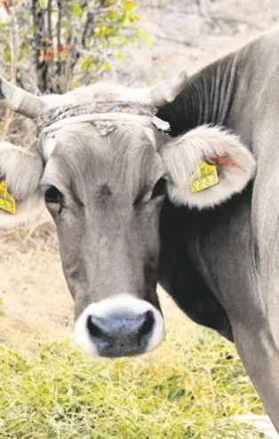 Bayburt'tan çıkıp Gümüşhane'ye giden inek, sosyal medya sayesinde bulundu