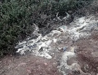 Arazide üst üste atılmış köpek ölüleri bulundu