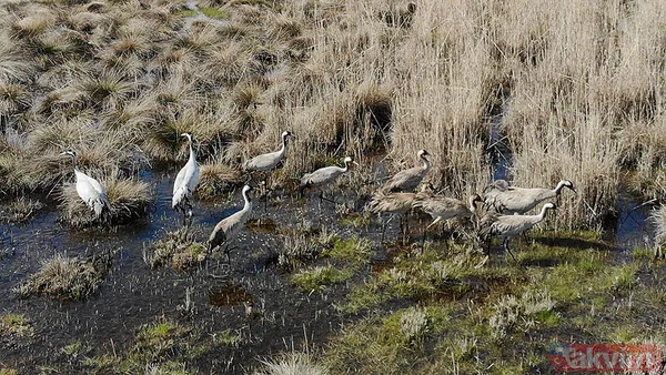 Türkiye'de 17 yıl sonra bir ilk! Telli turnalar yuva kurdu - 7