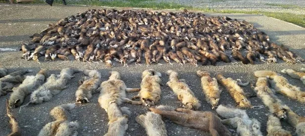 Jandarma ekipleri gördüklerine inanamadı!