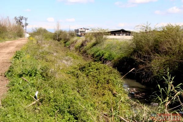 Adana'da iğrenç manzara! Dere yatağında çok sayıda at ve eşek kafası ile kemikler bulundu - 16