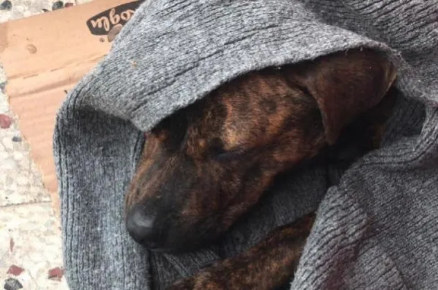Sokak köpeğine cinsel saldırı iddiası