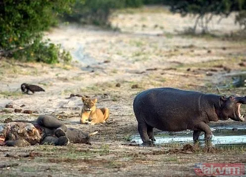 Yılan evcil köpeğe saldırdı! Dehşet dolu anlar... - 17