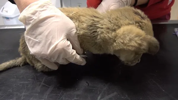 Donmaktan son anda kurtarılan kurt yavrusu tedavi edildi: Kendi kendini yiyordu-5