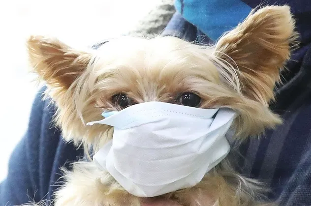 Koronavirüs evcil hayvanlardan bulaşır mı? Evdeki kedi-köpek korona bulaştırır mı?