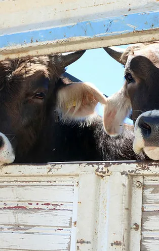Kurban Bayramı öncesi flaş açıklama! TESK uyardı: Sahtelere dikkat!
