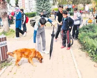 Kedi-köpek kavgası