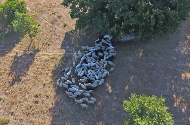 Bursa'da kayıp hayvanlar drone’la bulundu
