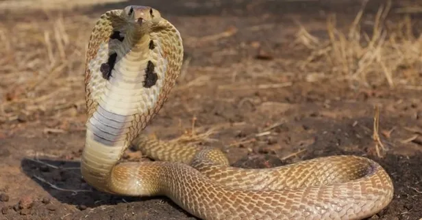 turkiyenin-tek-kobra-turu-en-zehirli-yilan-turu-o-ilimizde-ortaya-cikti-1696081344724.jpg