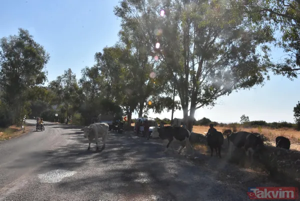 Alevlerin sardığı Bodrum Gökbel Mahallesi halkı 500 büyükbaş hayvanla yollara düştü - 5