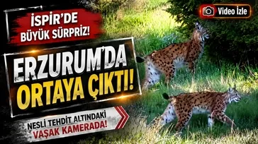 Erzurum İspir'de vaşak görüntülendi