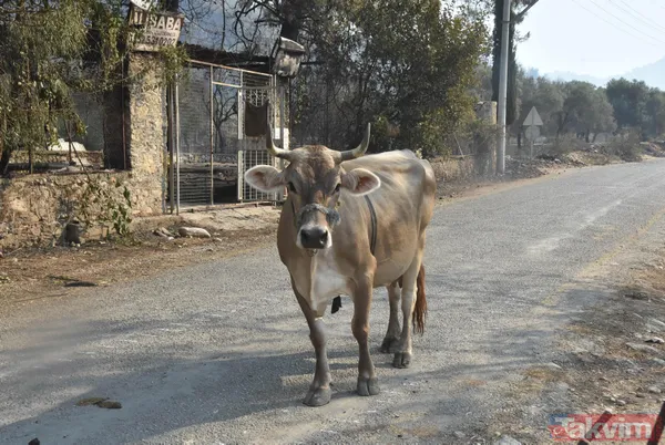 Alevlerin sardığı Bodrum Gökbel Mahallesi halkı 500 büyükbaş hayvanla yollara düştü - 9