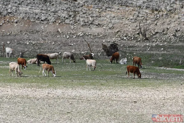 İstanbul'da kuraklık tehlikesi! Trakya'da megakente su sağlayan iki barajda da su kalmadı - 9