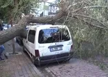 Avcılar'da otomobilin üstüne ağaç devrildi