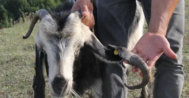 Atasözü gerçek oldu! Boynuz kulağı geçti