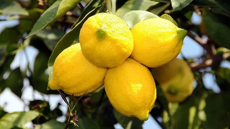 1-limon-sikip-yiyin-o-derde-sifa-olsun-tahin-ve-limon-mucizesi-1710678818595.jpg Onun Üstüne 3 Damla Limon Sıkıp Yiyin, Dertlere Şifa Olsun!-4