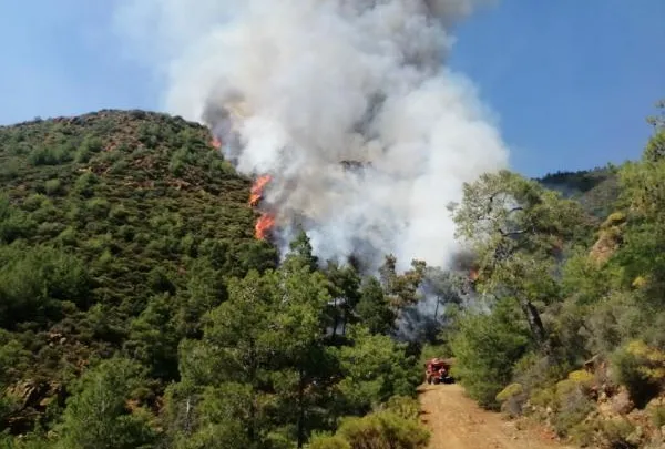 Ormanda yanmış halde bulundu! Ölüm sebebi...