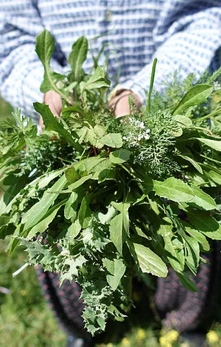 Rüyada ot görmek ne anlama gelir?